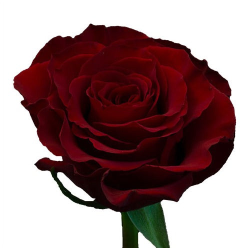 Spray Rose - Deep Red – Kukka Flowers