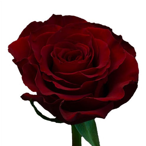 Very Dark Red Rose