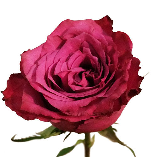 Rose - Blueberry Purple – Kukka Flowers