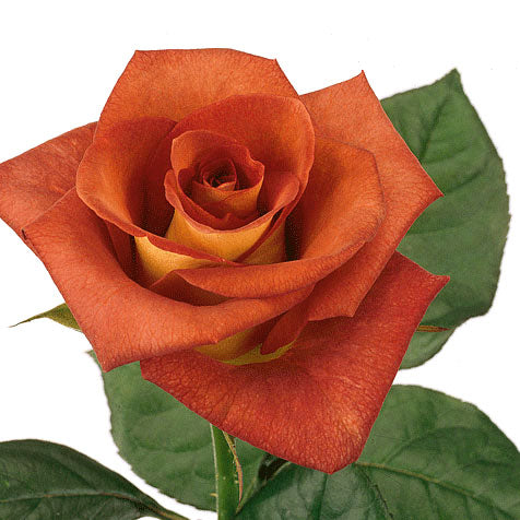 Orange Ruffle Roses Red Orange Roses