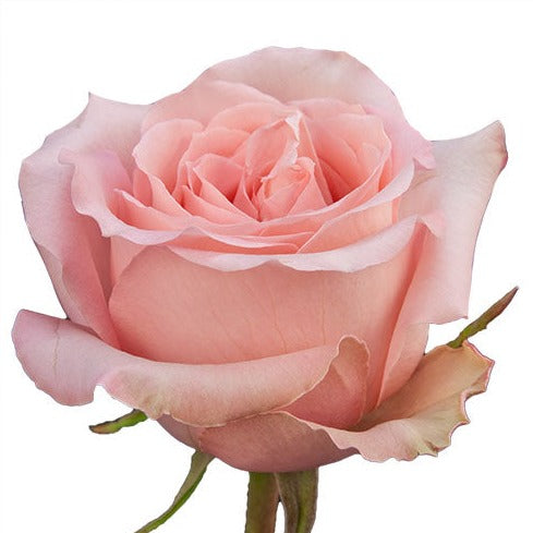 Light Rink Roses Light Pink Rose Background