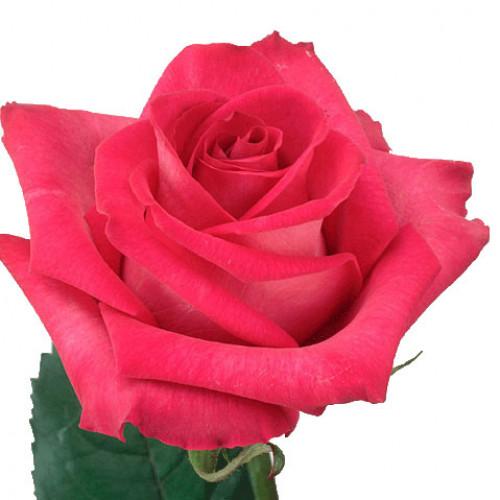 Spray Rose - Deep Red – Kukka Flowers