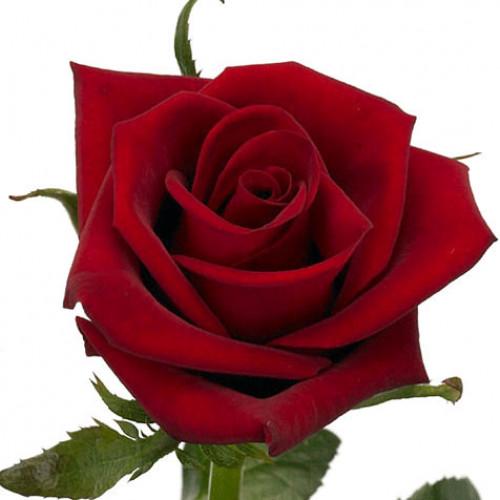 Deepest Red Roses Rose - Deep Red – Kukka Flowers
