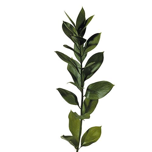 Ruscus - Israeli – Kukka Flowers