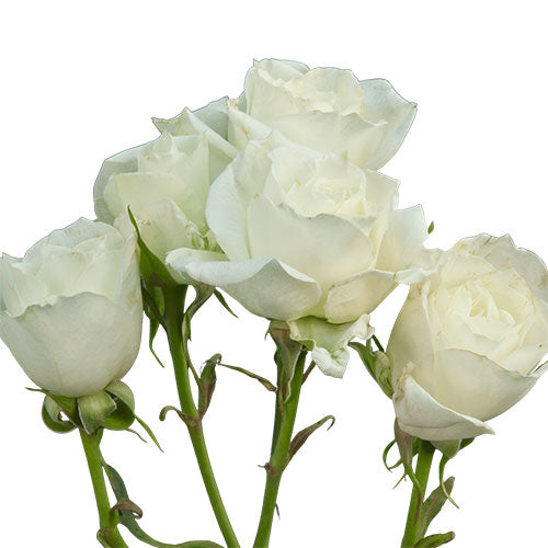 spray roses vs garden roses Spray Roses, White (60 Stems)