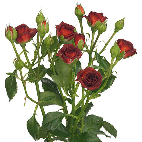 Brown Color Spray Roses Spray Rose - Brown – Kukka Flowers