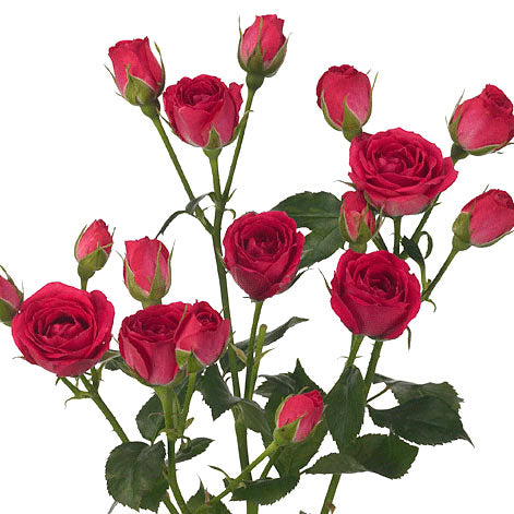 Spray Rose - Deep Red – Kukka Flowers
