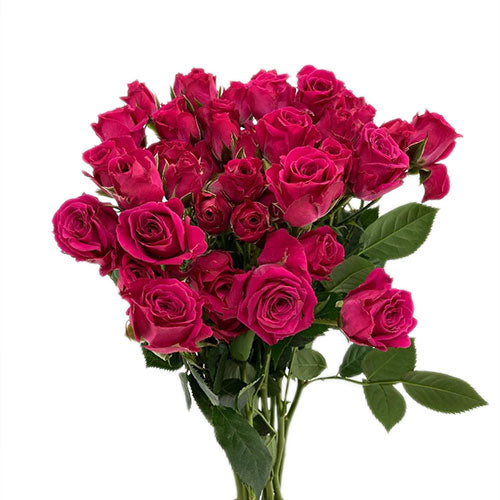 Chimo Rose Spray Rose - Hot Pink – Kukka Flowers