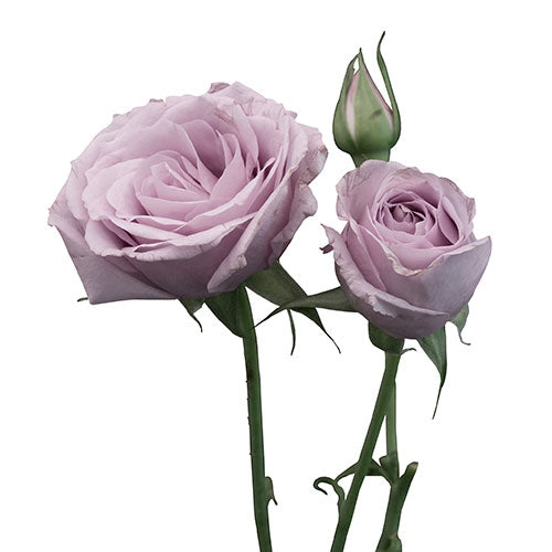 Leandra Spray Roses Lavender Spray Rose