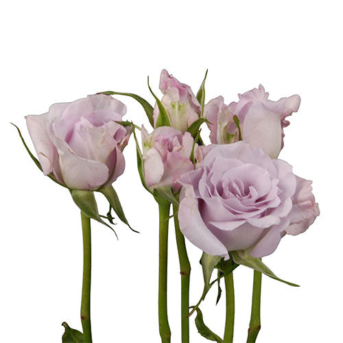 lavender flower spray Spray Rose