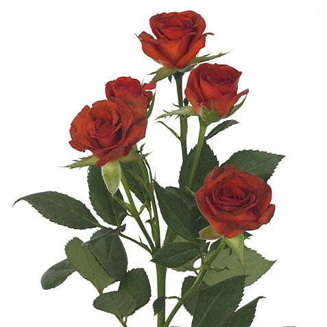 Brown Color Spray Roses Spray Rose - Brown – Kukka Flowers