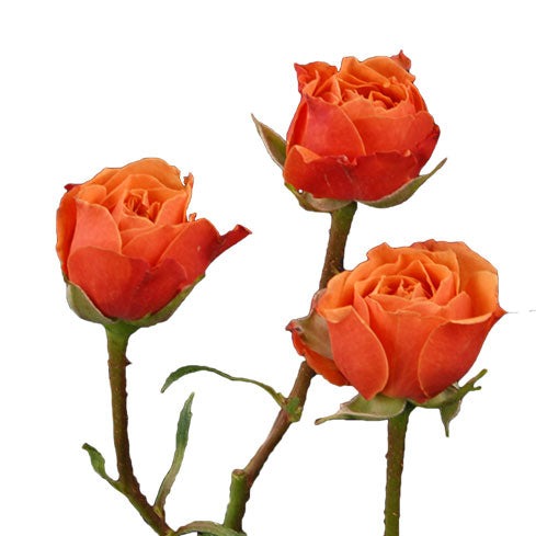 Orange Elf Roses Small Pinkish Orange Roses