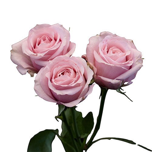 Light Pink Starblush Spray Rose