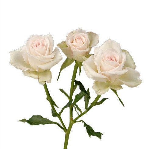 spray rose vs garden rose Spray Rose