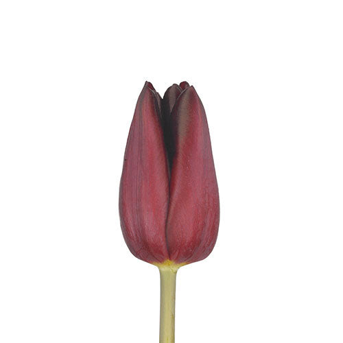 tulip-dark-star-burgundy_2048x