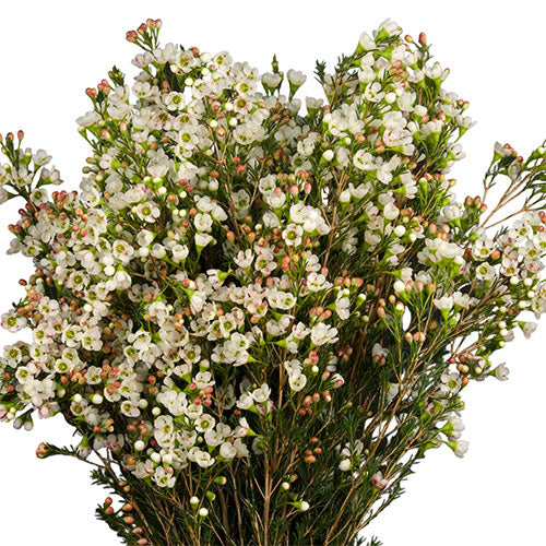 wax flower seeds for sale Wax Flower