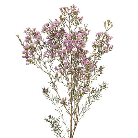 Wax Flower - Light Pink – Kukka Flowers