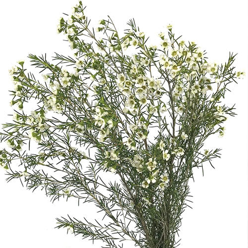 white wax flower seeds Wax Flower